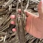 هندي تربل سوبر