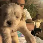 نقبل جميع الكلاب و الحيوانات للتبني
