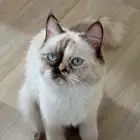 انثى هملايا