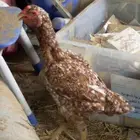 دجاج سندي
