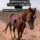 سلام عليكم اعرض لكم حصان للبيع