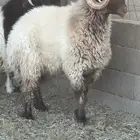 فحل نعيمي مشروط