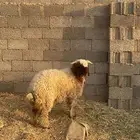 خروف نعيمي