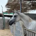 حصان واهو