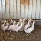 بط بكيني