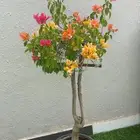 جهنميه مطعمه عدة ألوان
