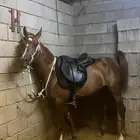 حصان للبيع