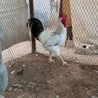 ديك للبيع ماشاءالله