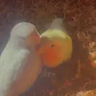 روز