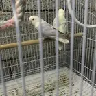 جوز روز للبيع