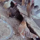 دجاج بط حمام