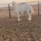 مشروع فحل صنف الصنف