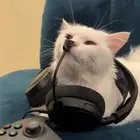 قطه انثى للتزاوج