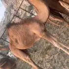 قعدان لباني