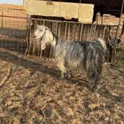 عنز رباع شبب وطيبه