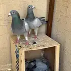 جوز زاجل سباق