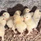 للبيع صوص براهما كولمبي