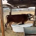 بقره صنف ام حليب