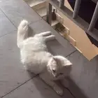 قط للتبني