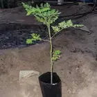 مورنقا مشتوله ب اكياس زراعيه