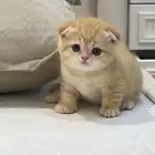 ام وبنته صغيرة للبيع سكوتش فولد