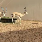 الريم العربي