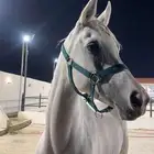 فرس عربيه بأوراق ولقاح ونسبها طيب