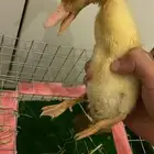 متوفر فروخ بط او صوص للبيع 2 اعمارها من اسبوعين الي شهر 20