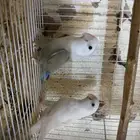 جوز روز