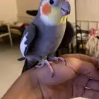 ذكر كروان أليف للبيع