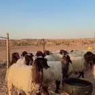 جذعات نعيم