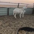 حريه رباع معه خروف