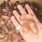 تمر صفري كفووو حبه كبير