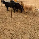 معزا عوراض حريه 5