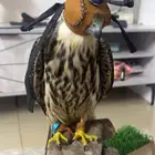 بكه للبيع طرح الدبده الاسبوع الي راح ذنبتها من ورا متكسره