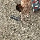 دجاج بلدي وحبشي