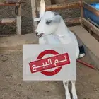 جفره بيشيه و حريه متبع2 رخال الاعمار 10 ايام