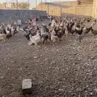 تم البيع