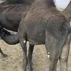 حاشي للبيع لباني