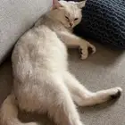 قطة للتبني