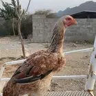 شامو ياباني