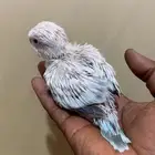 فروخ كويكر سنو وايت (( تم البيع )) تم البيع