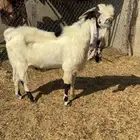 تيس فاخر للبيع