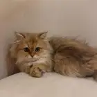 للبيع قطه شيرازي لونق هير