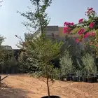 ترمناليا 3 امتار مركن 35