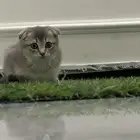 قطة انثى سكوتش فولد