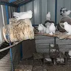 حمام رقاص 7 اجواز للبيع