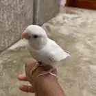 روز أليف