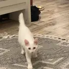 قطط اناث للتبني