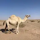 البيع لقحه